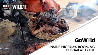 INSIDE NIGERIA’S BOOMING BUSHMEAT TRADE | GO WILD