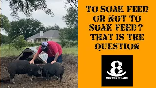 Why You Should Soak Your Pig's Feed | Idaho Pasture Pigs