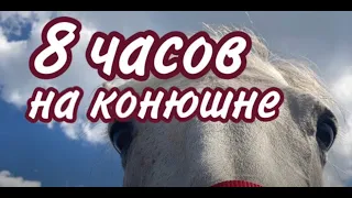 8 часов на конюшне// Воронежский ипподром