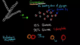 Glycogenolysis