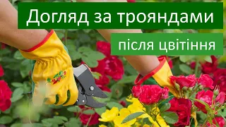 Як доглядати за трояндами після цвітіння