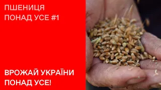 Врожай України понад усе! | Проєкт «Пшениця понад усе» #1