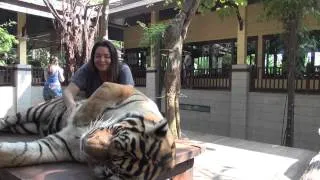 Tigers like belly rubs