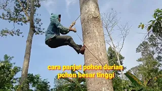 how to climb a durian tree. cara panjat pohon durian yg sangat tinggi #panjatpohondurian