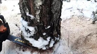 Заготовка дров и трелевка МТЗ-50/Firewood harvesting and skidding MTZ-50