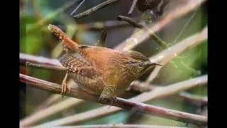 Голоса птиц - Крапивник  ( Troglodytes troglodytes)