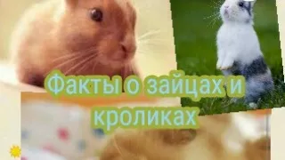 Интересные факты о кроликах и зайцах.