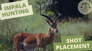 Impala Shot Placement | African Safari