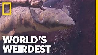 Underground Survivalist Fish | World's Weirdest