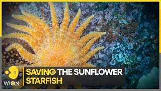 Bringing back the sunflower starfish | WION Climate Tracker