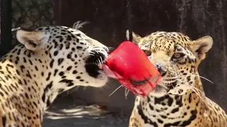 Как ягуары и тигры переживают жару в зоопарке в Мексике
