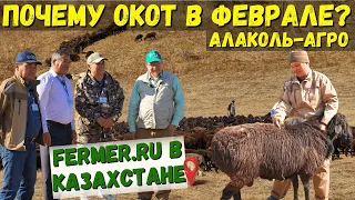 Даём второй шанс для 1000 овец. Сколько баранов нужно на одну отару для естественного осеменения?