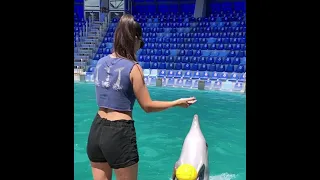 #Shorts Incredible Smart Dolphin | Cute Dolphin Lover in 2021
