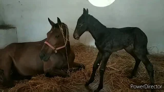 Vet Basics II Haven't seen foaling? Then You must watch this!!!