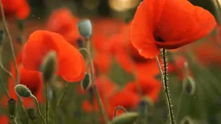 Футаж Цветут маки❣️ Background Blossom Poppies