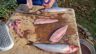 Frischer Hering - Herbstfang Ausnehmen & Filetieren (Einzel/Doppelfilet) Fischsommelier André Domke.