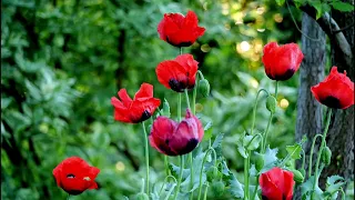 Early morning birds and poppies - For my mom, rest in peace