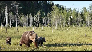 Surrounded by Bears! - The Land of THOUSANDS of Bears: Finland Bear Watching