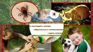 Осторожно, клещи!