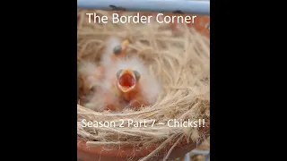 The Border Corner - Season 2 Part 7 - Chicks!!!