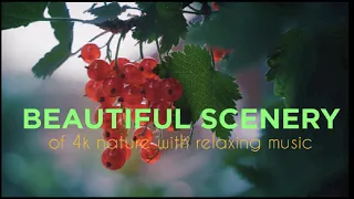 Breathtaking Views of Nature in 4K II 🕊️🐧Beautiful Nature - Sleep Relaxing Music 4K UltraHD