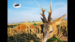 Hunting roebuck in August 2020 #1- how to call roebucks in