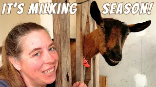 Which Goats Am I Milking This Year?