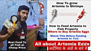 How to Hatch Artemia Eggs Part -2 , How to grow Artemia to shrimps - How to Feed it to Fish