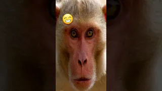The secret lives of mischievous monkeys 😁🤣 #monkey #funnymonkeyvideos #kiki #shorts