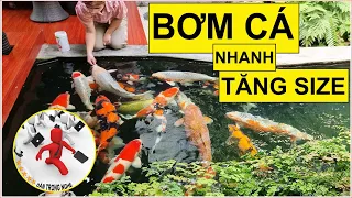 Cách bơm cá koi nhanh lớn không bị vỡ màu| how to raise koi fish|cách nuôi cá koi |Dân Trong Nghề