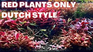 DUTCH STYLE AQUASCAPE TUTORIAL - RED PLANTS ONLY