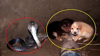 Два щенка попали в яму с коброй. Но то, что сделала эта кобра не передать словами