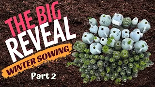 Part 2 AMAZING UNBELIEVABLE WINTER SOWING REVEAL- Comparisons &  Results You Have To See To Believe!