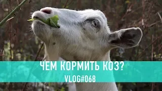 Чем кормить коз? Наш 8 летний опыт