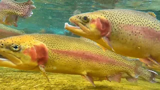 Rainbow Trout fish at Car Carpenter's Brook Fish Hatchery,NY Carpenter's Brook Fish Hatchery