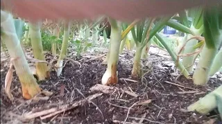 Grow larger Onion Bulbs by Ringing them in. I'm using a 50 gallon bag