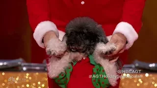 America's Got Talent - Olate Dogs - AMAZING Perfomance