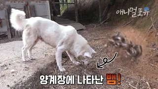 양계장에 뱀이 나타났다? 뱀을 마주친 진돗개가 보인 행동 | KBS 생활의 발견 201214 방송