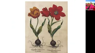 GARDEN TALK: HISTORY OF THE TULIP