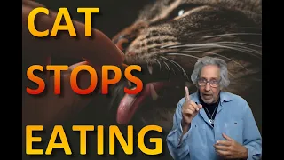 What to do when your cat stops eating...