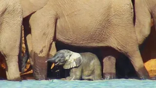 Baby Elephants First Time in Water