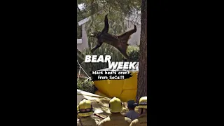 Bear Week - Wait, what? Black bears aren't from SoCal?