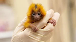 We've successfully hand-reared golden lion tamarin twins!