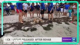 Sick sea turtles released back into Gulf waters after undergoing rehab