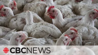 After 2 avian flu cases in humans, U.S. officials warns states to prepare for more