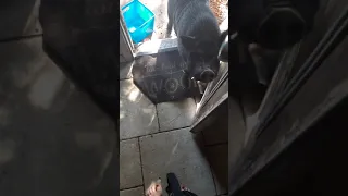 my pet pig throws a tantrum