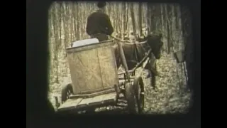 Collecting sap for maple syrup with horse - 1930's