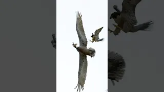 Peregrine Falcon Attacks Pelicans! #shorts