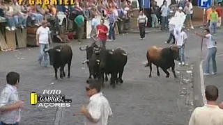 nº48 Espera de Gado Sanjoaninas Ilha Terceira Açores