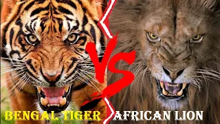 African Lion VS Bengal Tiger - Okavango Delta African Lion VS Royal Bengal Tiger Who Would Win